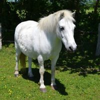 Ponys | Reiterhof | Todenb&uuml;ttel | Schleswig-Holstein | Rendsburg-Eckernf&ouml;rde