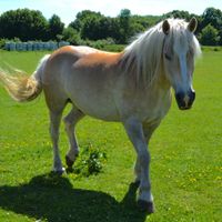 Ponys | Reiterhof | Todenb&uuml;ttel | Schleswig-Holstein | Rendsburg-Eckernf&ouml;rde