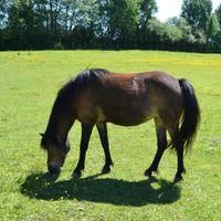 Ponys | Reiterhof | Todenb&uuml;ttel | Schleswig-Holstein | Rendsburg-Eckernf&ouml;rde