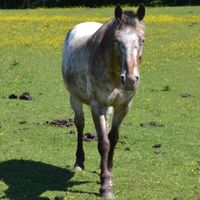 Ponys | Reiterhof | Todenb&uuml;ttel | Schleswig-Holstein | Rendsburg-Eckernf&ouml;rde