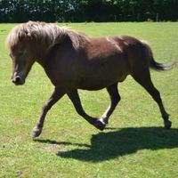 Ponys | Reiterhof | Todenb&uuml;ttel | Schleswig-Holstein | Rendsburg-Eckernf&ouml;rde