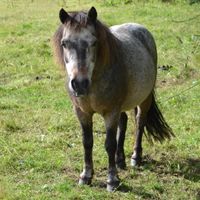 Ponys | Reiterhof | Todenb&uuml;ttel | Schleswig-Holstein | Rendsburg-Eckernf&ouml;rde